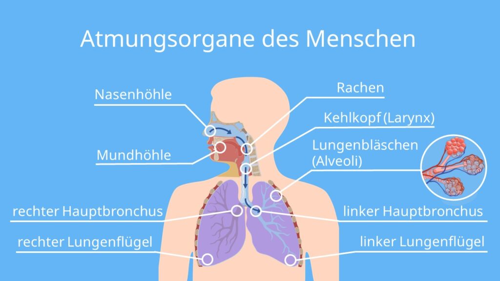 Atmungsorgane, Atmungssystem, Atmungsorgane des Menschen, Atmungssystem beschriften, lungenflügel Mensch, lunge beschriften. bronchien funktion, atmungssystem aufbau, bau der atmungsorgane, lungenaufbau, weg der atemluft, lunge beschriftet, lungenbläschen aufbau, wo ist die lunge, atmung des menschen, atemsystem, wo ist die lunge im Körper, atmungsorgane beschriften, bau und funktion der atmungsorgane, die lunge des menschen, atmung biologie, nase aufbau außen, atmung lunge, aufbau der atemwege, respirationstrakt im körper, wo ist das zwerchfell im menschlichen körper, respiratorisches system, atmungssystem des menschen