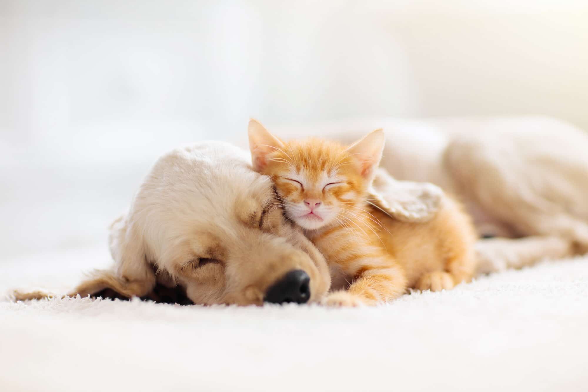 A golden puppy and a orange kitty laying together sleeping and snuggling