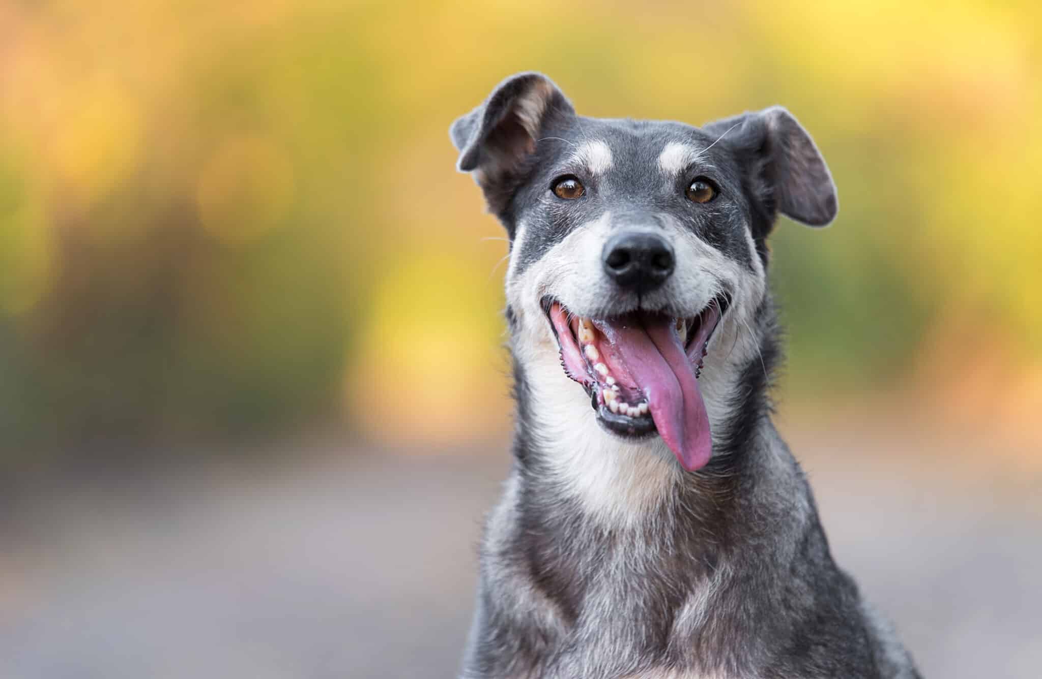 Closeup photo of an adorable dog. Outdoor photo