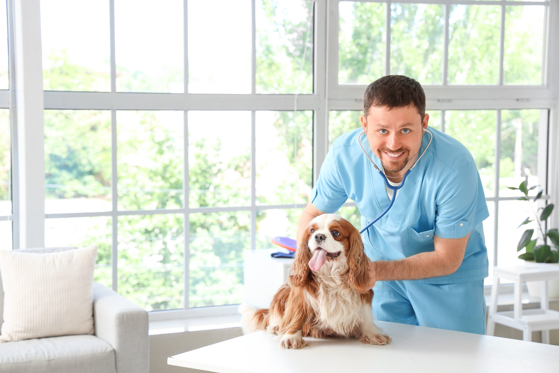 Male veterinarian with stethoscope listening to a dog's heartbeat on a table in a clinic.