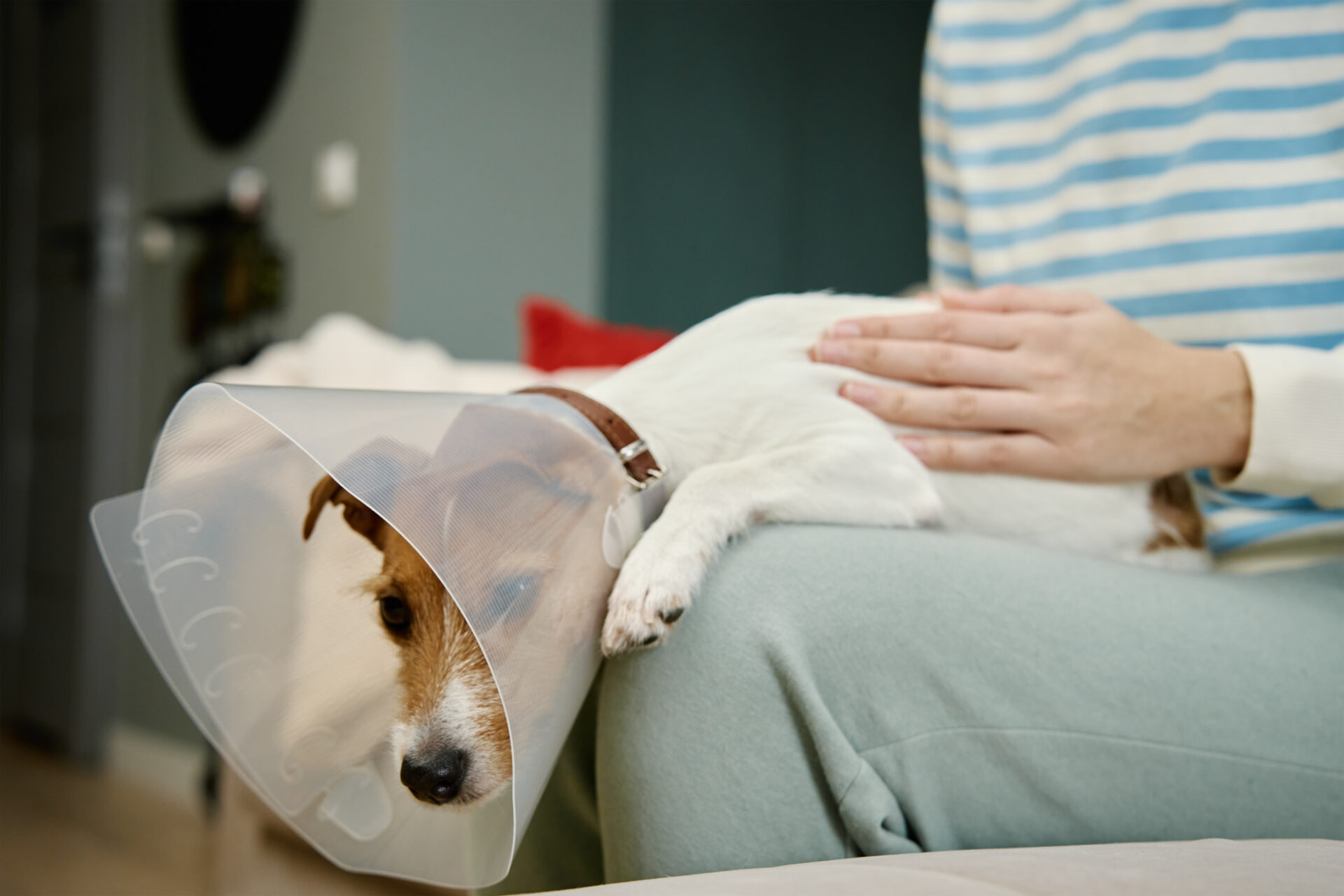 Woman strokes Jack Russel wearing medical plastic collar at home after surgery