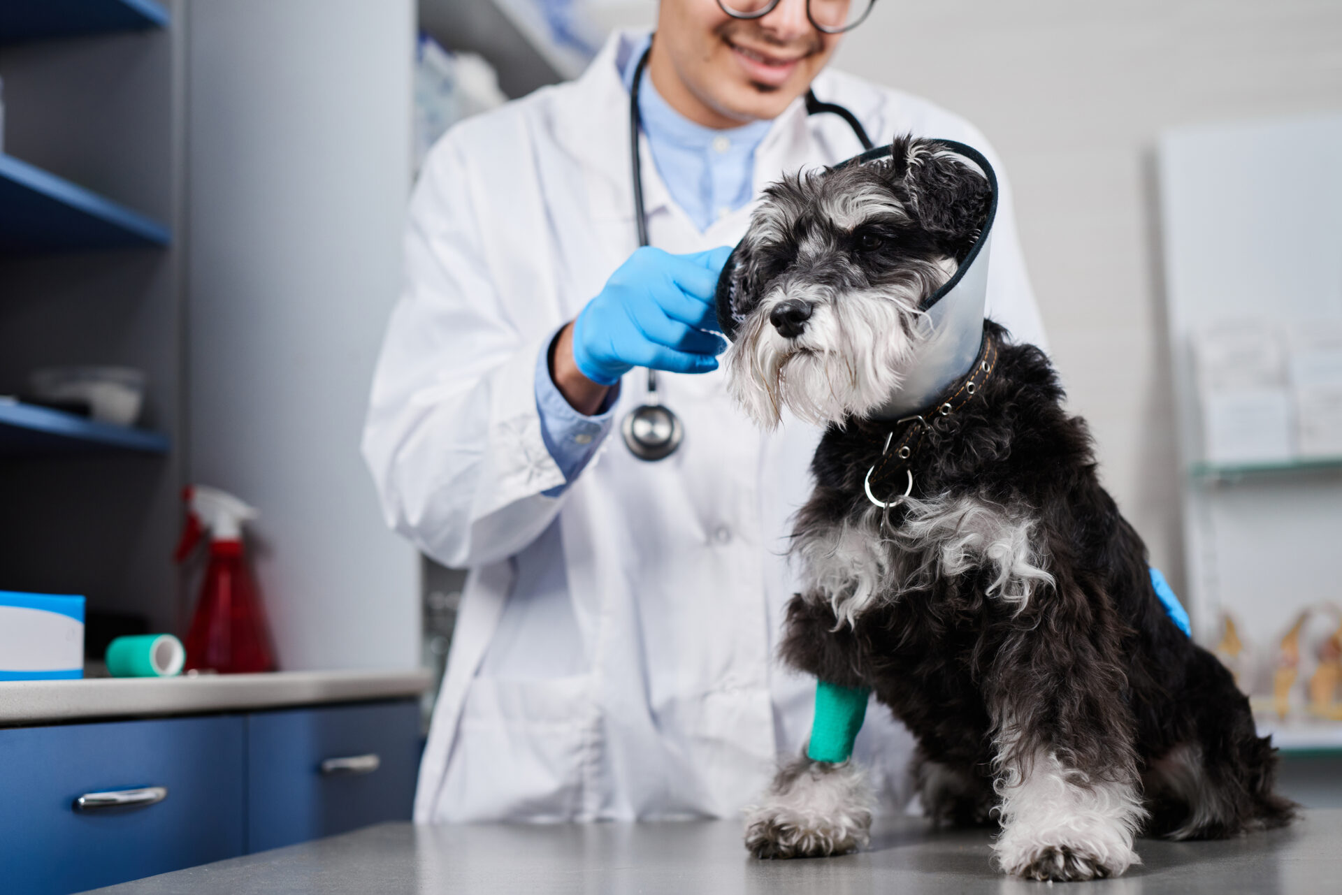 Veterinarian putting on a plastic collar and a bandage on the paw to a domestic terrier dog at the vet clinic on the steel table. Recovering after injury, healthcare concept, domestic animals treatment