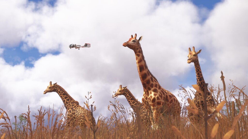 An Optica aircraft banks left to get a view of a group of Giraffes