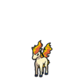 Ponyta