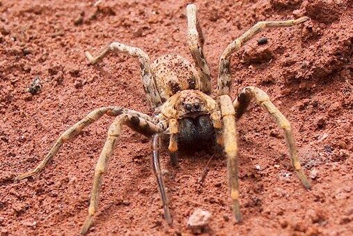 As Aranhas Lobo do Deserto são alguns dos maiores espécimes de aracnídeos do mundo. Não é para pouco: elas possuem o tamanho de um prato e não deixam uma presa em paz. Ao contrário da maioria das espécies de aranha, essas gigantes não fazem teias, mas ativamente vão atrás de suas vítimas