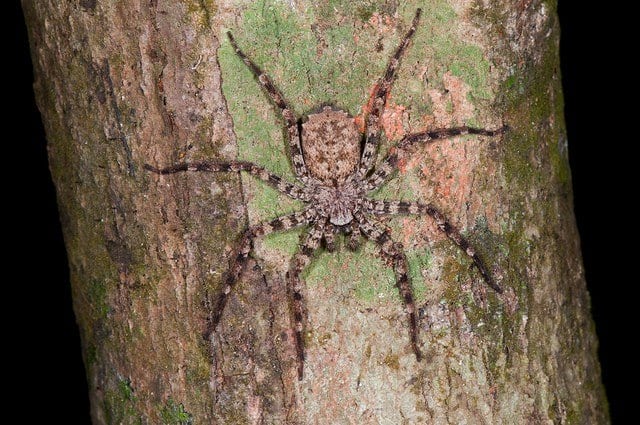 As aranhas enormes do gênero Selenops podem realizar voos curtos utilizando os antebraços como guias