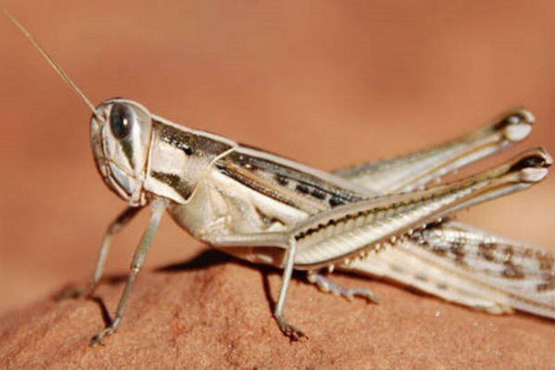 Um enxame grande de gafanhotos do deserto pode ter 740 metros quadrados de tamanho e consumir 423 milhões de folhas em um único dia
