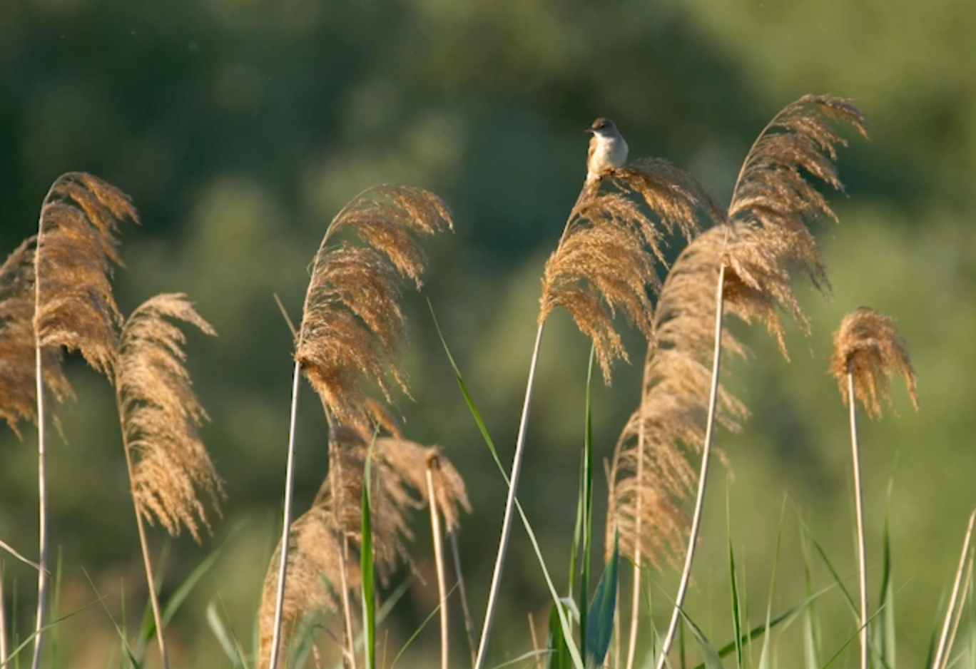 Großer Rohrsänger (Acrocephalus arundinaceus) singt