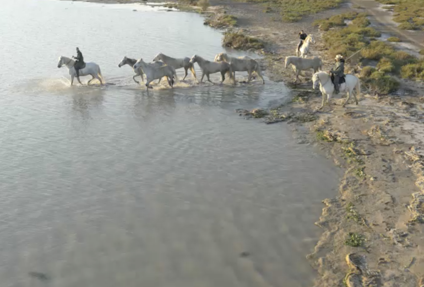 Aerial Camargue Drohnen-Aufnahmen Tier Pferde Wildtiere Cowboy