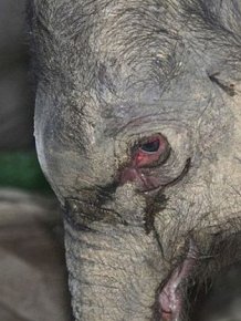 Baby Elephant Cried for Five Hours