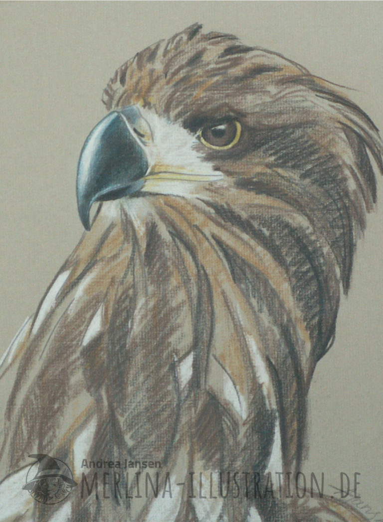 Farbstift-Zeichnung Steinadler-Portrait