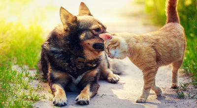 Gelenkprobleme Hund und Katze