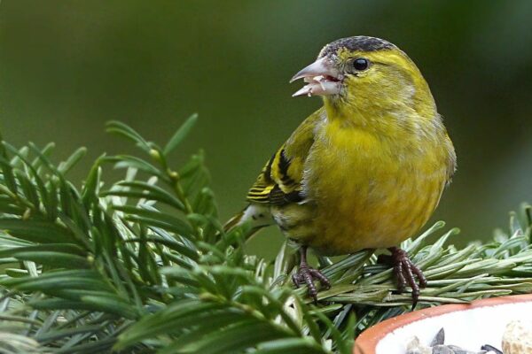 der Erlenzeisig ist ein gelber Vogel