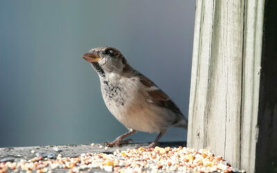 Vogelfutter selbst herstellen