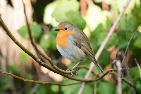 Rotkehlchen im Garten