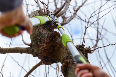 Gartenarbeit im Februar: Mit einer Astschere wird ein Obstbaum eingekürzt