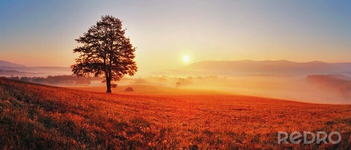 Bild Abendlandschaft mit einem Baum