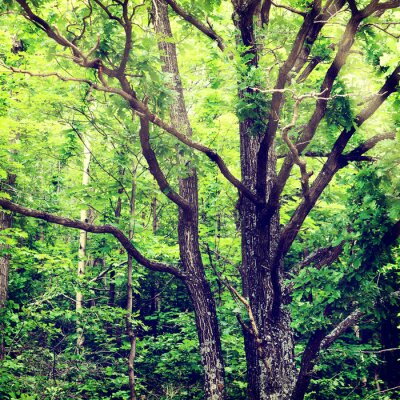 Bild Alter Baum im Grünen