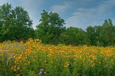 Bild Altweibersommer und Feldwiese