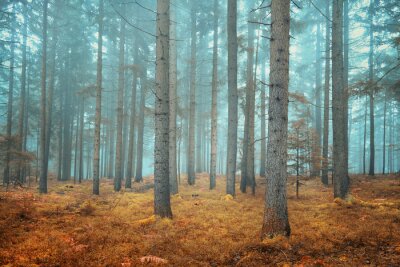 Bild Bäume im geheimnisvollen Wald