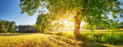 Bild Baum und Sonnenaufgang