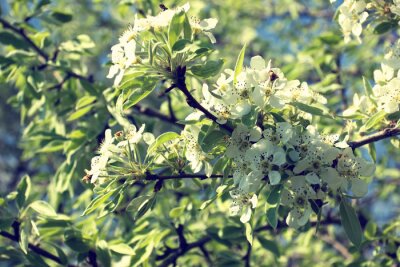 Bienen auf blühenden Zweigen