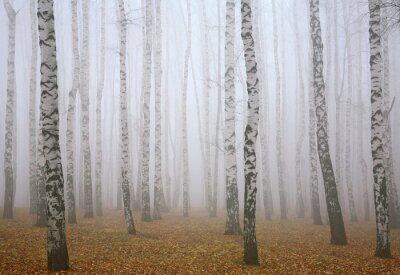 Bild Birken im Nebel im Wald