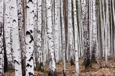 Bild Birkenwald im Winter