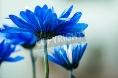 Bild Blaue Blumen im Garten