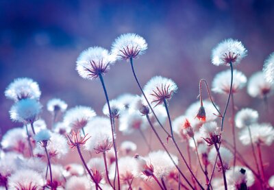 Bild Blaue Pusteblumen auf der Wiese