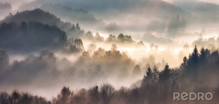 Bild Blick auf Wald im Wald