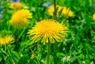 Bild Blühende Gänsedistel im Gras