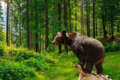 Bild Braunbär auf einem Baumstamm