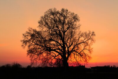 Dichtes Geäst auf dem Hintergrund des Sonnenuntergangs