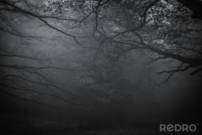 Bild Dunkler Wald im Nebel