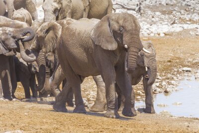 Bild Elefanten in Namibia