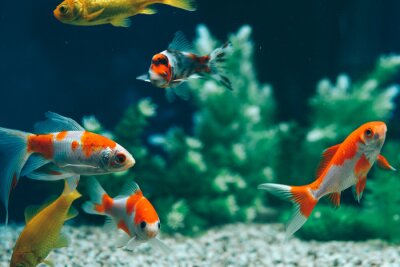 Bild Fische Aquarium