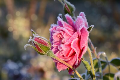 Bild Frost auf Rosenblättern