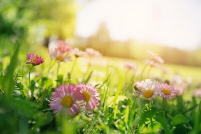 Bild Frühlingsblumen im Gras