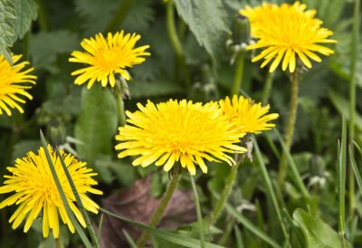 Bild Gelbe Blumen im Grünen