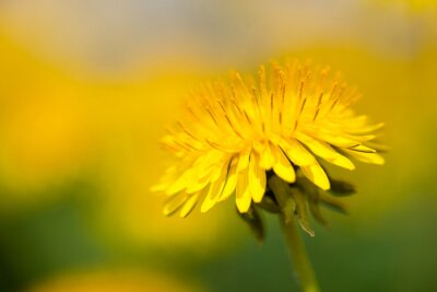 Bild Gelbe Pusteblumen auf der Wiese