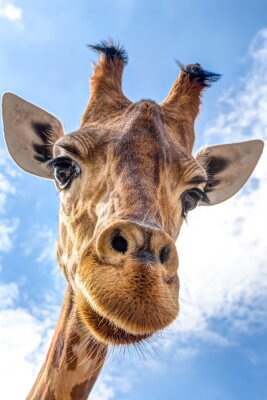 Bild Giraffe vor dem Hintergrund des Himmels