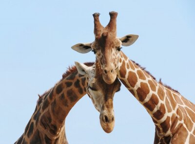 Bild Giraffen beim Kuscheln vor dem Hintergrund des Himmels