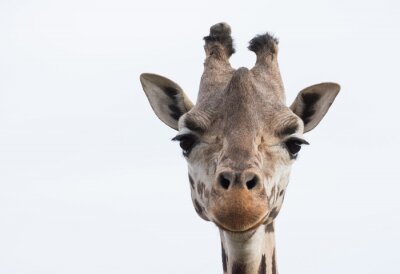 Bild Giraffenkopf auf blauem Hintergrund