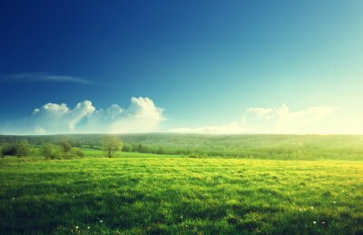 Gräser Himmel und kleine Wolken