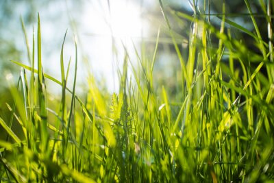 Bild Gras im Wald beleuchtet