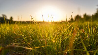 Bild Grashalme in der Sonne