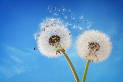 Bild Graue Pusteblumen am Himmel