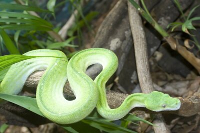 Bild Grüner Python im Wald