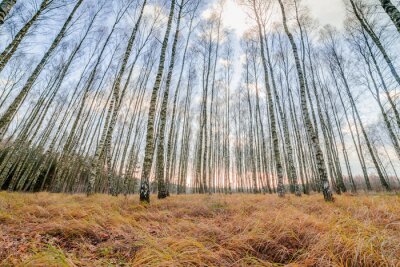 Bild Herbst-Birken